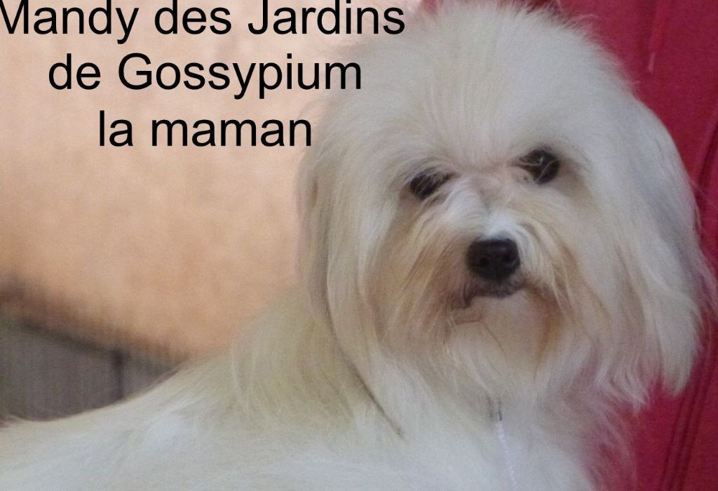 Mandy Des Jardins de Gossypium