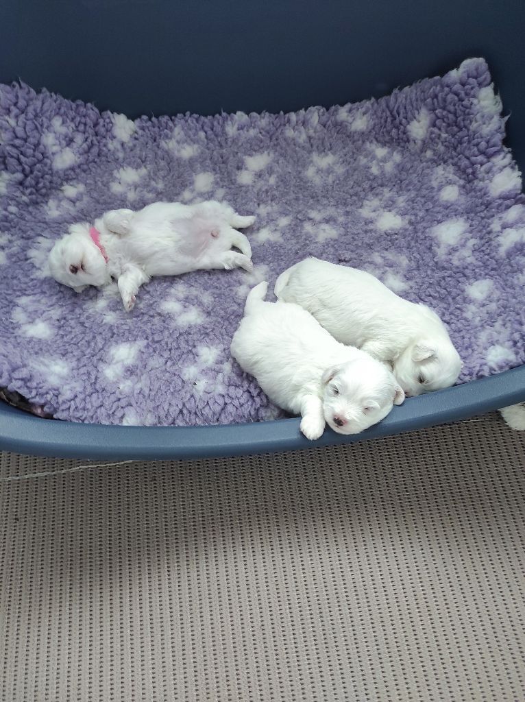 chiot Coton de Tulear des petits lutins blancs