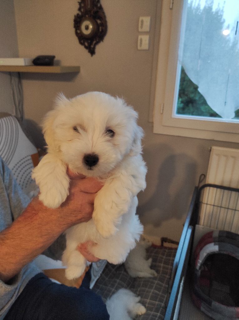 des petits lutins blancs - Chiot disponible  - Coton de Tulear