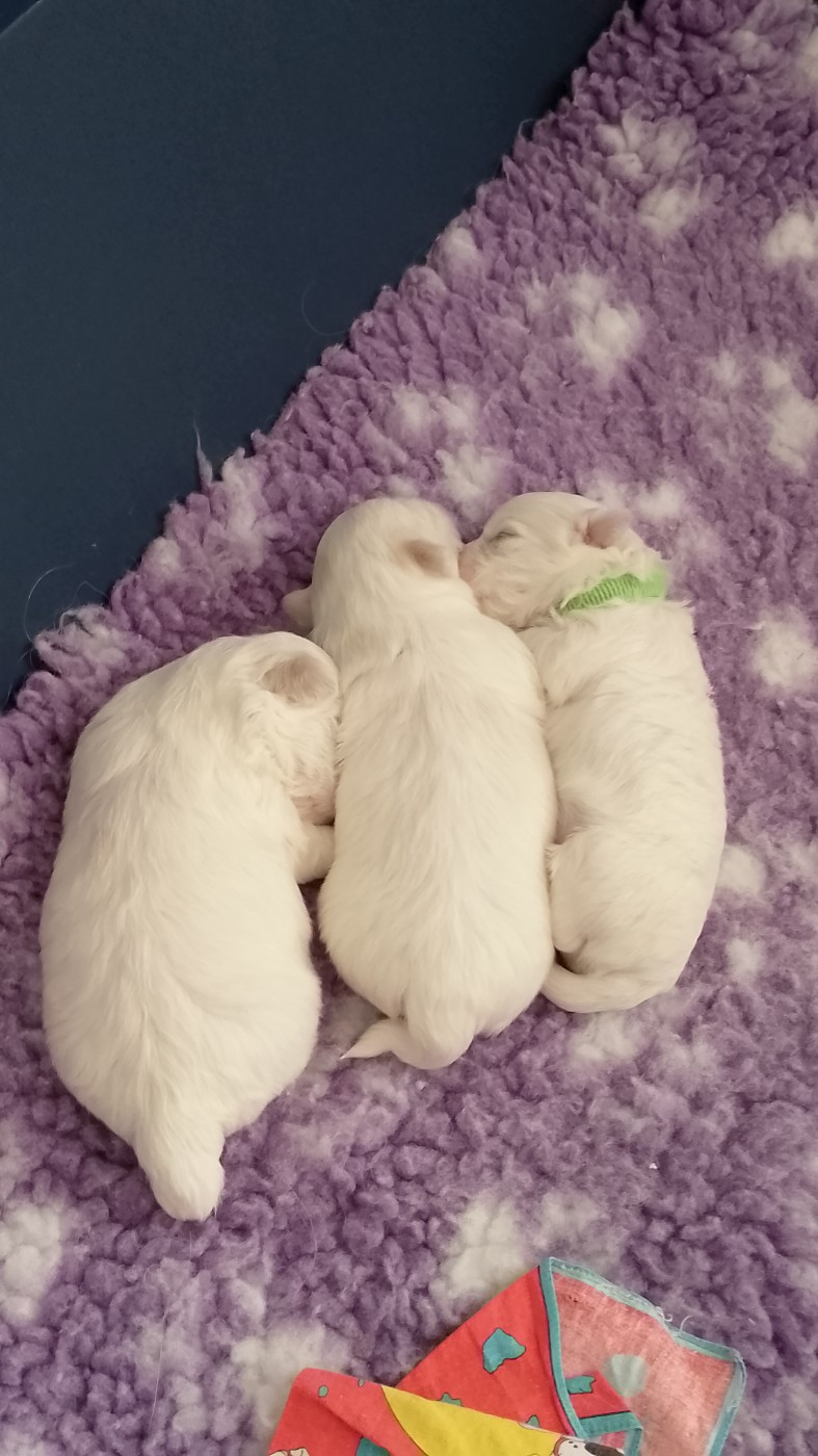 Chiot Coton de Tulear des petits lutins blancs
