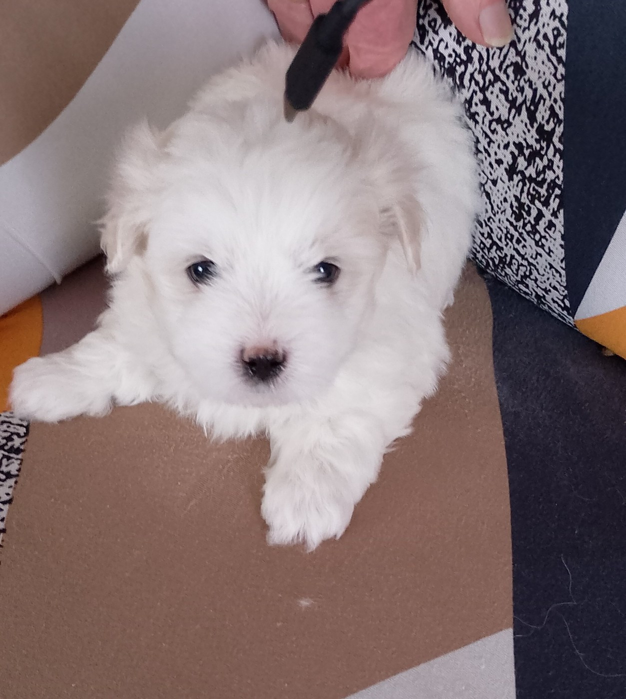 des petits lutins blancs - Chiots disponibles - Coton de Tulear