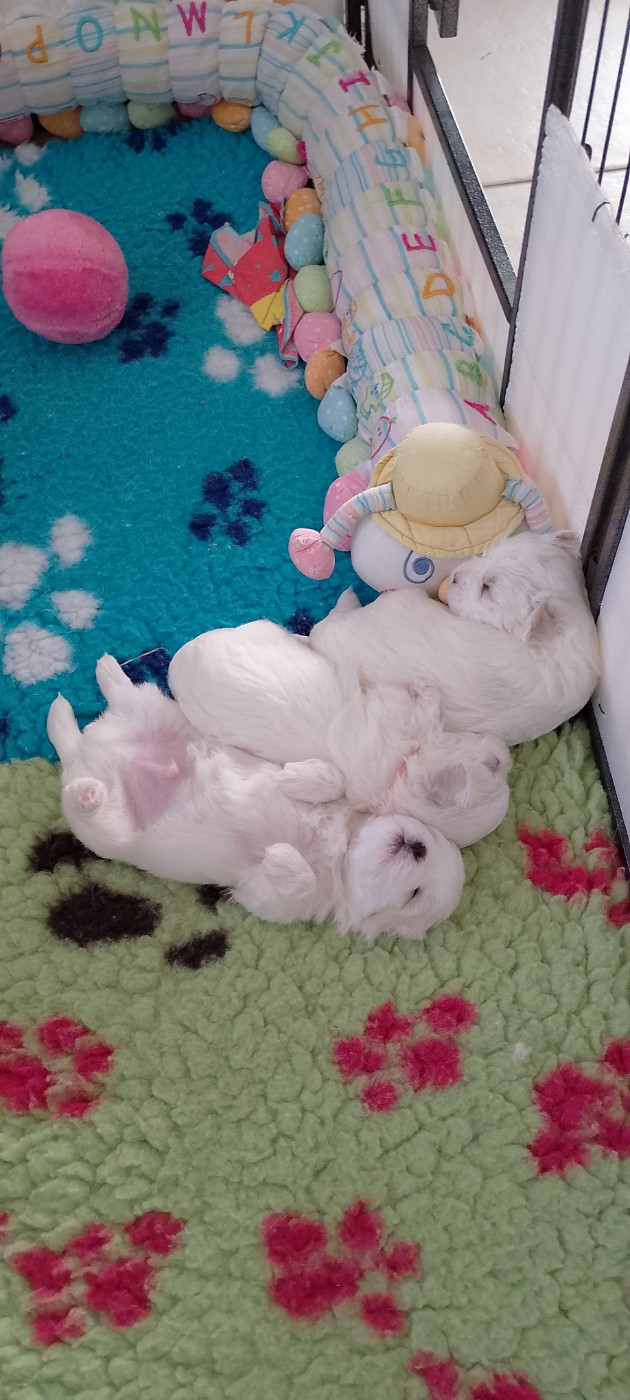 Chiot Coton de Tulear des petits lutins blancs